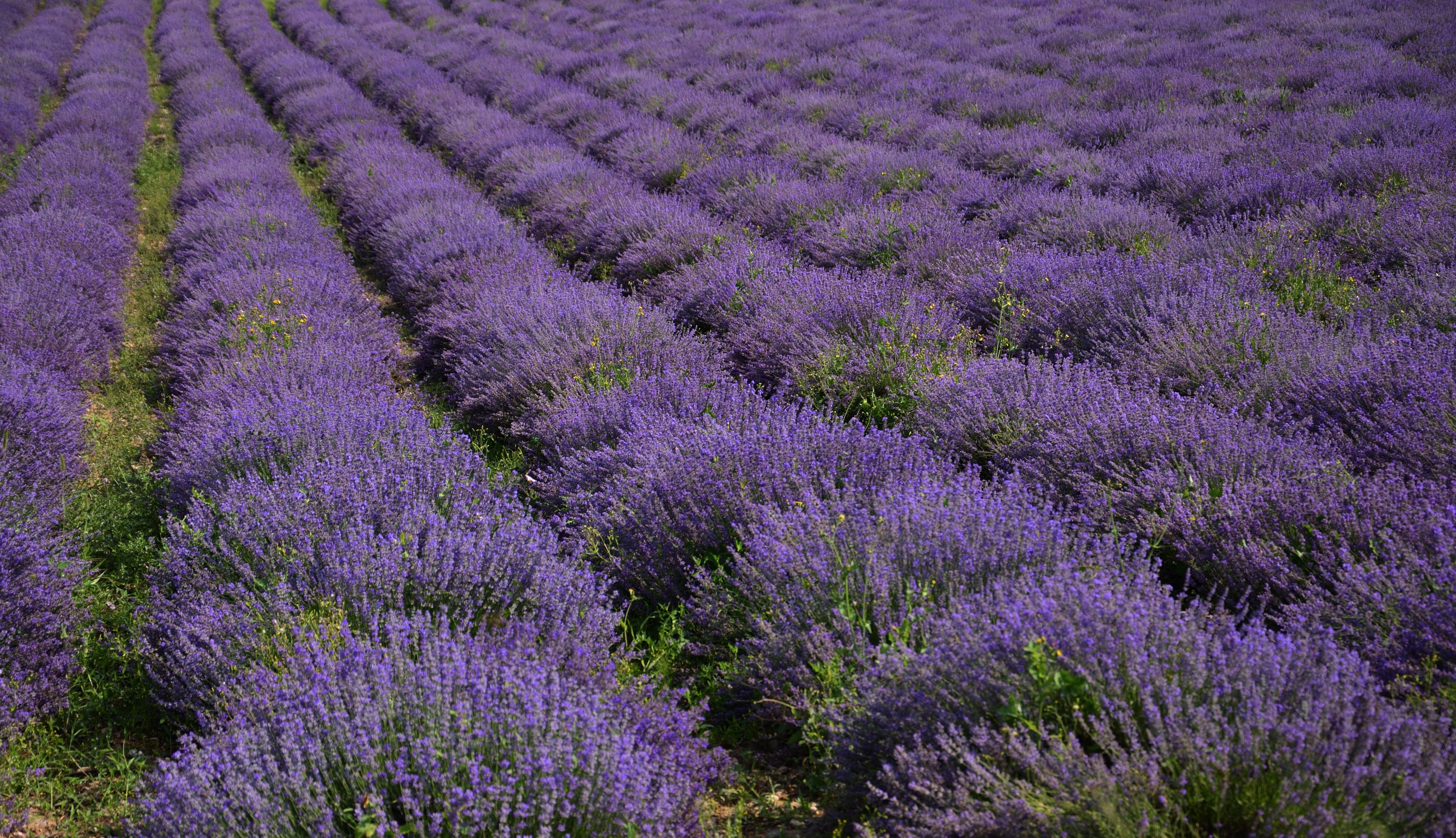 Visiter Grasse, la ville du parfum